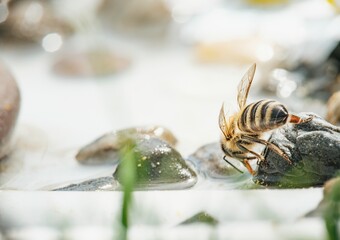 In a dreamy landscape, a bee interacts with luminous stones near a tranquil stream, evoking a...