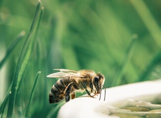 Delicate and mesmerizing, a single bee draws nectar from a reflective surface, set amidst vivid...
