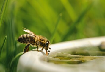 A bee, adorned in surreal shades of electric blue and neon pink, delicately sips water from a glistening bowl surrounded by lush green grass