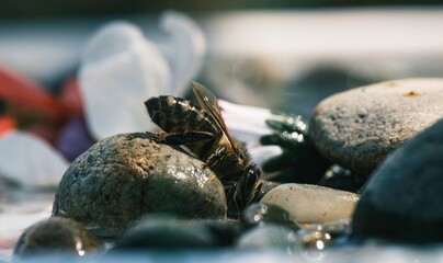 Amidst a dreamlike setting, a bee busily navigates the surreal tapestry of vibrant stones and...