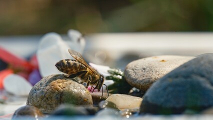 In a captivating display of vibrant colors, a bee intricately navigates between smooth stones and delicate flowers, creating an artistic symphony of life