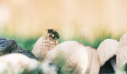 Delicate bees interact with surreal mushrooms in a vibrant garden, where electric blue and neon pink colors create a dreamlike atmosphere. This magical scene blurs the lines between reality and art