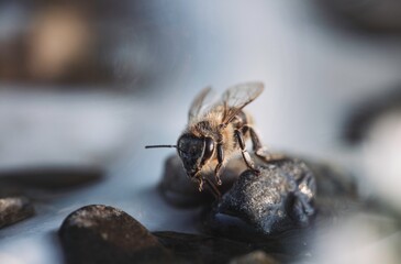 A bee delicately navigates a bed of sparkling stones, surrounded by ethereal flowers bathed in neon pinks and electric blues