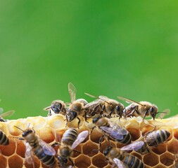 Bees intricately dance on a honeycomb, creating a captivating display of nature's artistry against...