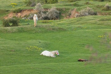 Two majestic horses grace the lush landscape, one reclining peacefully while the other grazes...