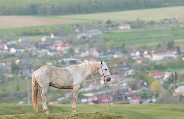 A majestic horse grazes peacefully near a vibrant village, surrounded by lush green hills under a...