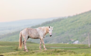 Amidst lush hills at dusk, a graceful white horse stands elegantly, captured in a moment of...