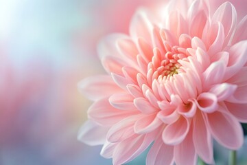 Fototapeta premium Natural beauty, pink chrysanthemum close-up, floral textures and delicate lighting