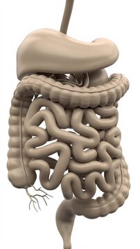 Beige Anatomical Model of the Human Digestive System Featuring Stomach Intestines and Colon Ideal for Medical Illustration and Educational Purposes