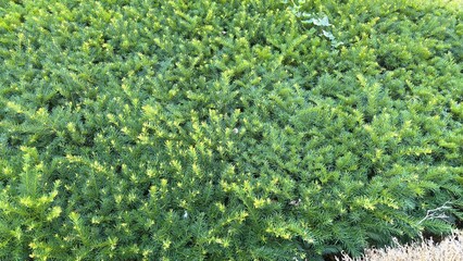 Fir Hedge