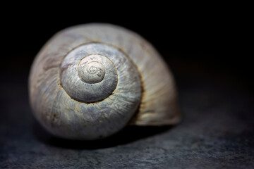 snail shell close up, nacka,sverige,swede,nmats,stockholm,summer