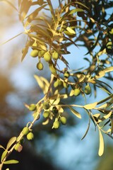 The sun's rays shine on some small, green olives on the branches of the tree.