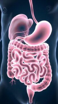 Detailed 3D Rendering of Stylized Pink Human Digestive System Against Blue Background Showing Stomach Intestines Liver For Medical Educational Purposes