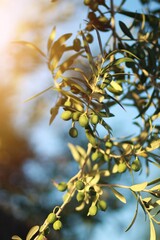 The sun's rays shine on some small, green olives on the branches of the tree.