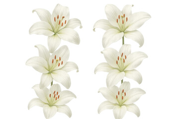 Obraz premium Elegant white lilies blooming gracefully, isolated on a transparent background, perfect for design projects