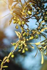 The sun's rays shine on some small, green olives on the branches of the tree.
