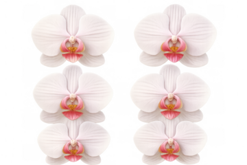 Close-up of six pink and white orchids, showcasing their delicate beauty and intricate details, isolated on a transparent background