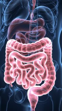 Detailed Anatomical View of Vibrant Digestive System within Translucent Human Body for Medical Illustration and Healthcare Visualizations