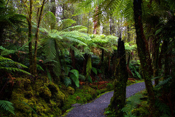 Scenic trail leading to Lake Matheson surrounded by stunning tree ferns ponga and lush temperate rainforest, Westland Tai Poutini National Park, West Coast, South Island, New Zealand