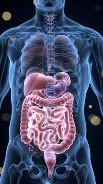 Detailed Glowing Blue Human Torso Animation Revealing Pink Digestive System and Internal Organs for Medical Visualizations