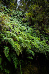Rocky slope densely covered with Kiokio ferns (Blechnum novae-zelandiae) on the Lake Matheson trail, Westland National Park, South Island, New Zealand