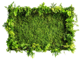 Green moss wall panno with decorative foliage, isolated on transparent cutout background