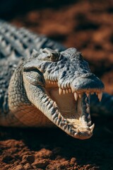 Obraz premium Close Up of a Crocodile's Open Mouth