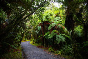 Scenic trail leading to Lake Matheson surrounded by stunning tree ferns ponga and lush temperate...