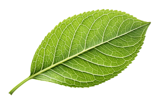 Detailed close up of a vibrant green leaf with intricate veins isolated on transparent background