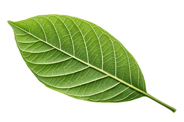 Obraz premium Detailed close up of a vibrant green leaf with intricate vein patterns isolated on transparent background