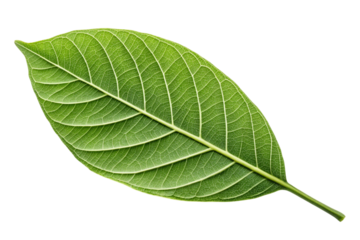 Detailed close up of a vibrant green leaf with intricate vein patterns isolated on transparent background