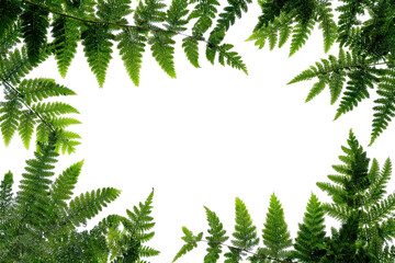 Green fern leaf frame with copy space, isolated on transparent cutout background