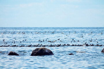 An accumulation of water birds in the Narva Bay of the Baltic Sea. Dense band flock of molting...