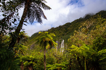 Tall, powerful Trident Creek Falls Surrounded by Lush Tree Ferns near Franz Josef Glacier, Westland...