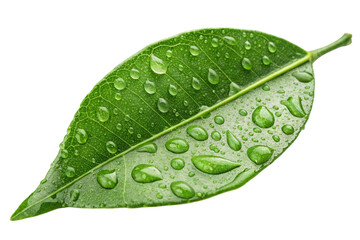 Close up of a vibrant green leaf with many water droplets isolated on transparent background