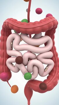 Healthy Human Digestive System Anatomy in Stylized 3D Animation Featuring Colon and Intestine with Spherical Elements on Light Background