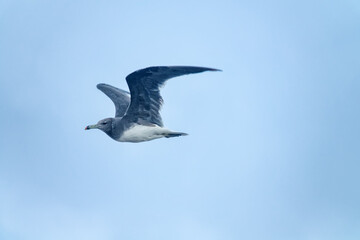 A mixed flock of seagulls flies along the Gulf of Oman in winter - Hemprich's gulls (Adelarus...