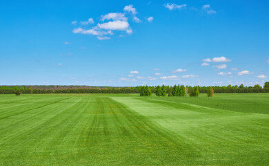 Green mowed field under blue sky with forest on horizon