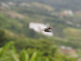 spider on the web