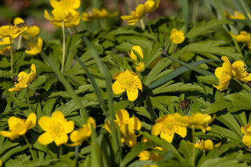 Close-up of anemone ranunculoides – yellow wood anemone or buttercup anemone in bloom