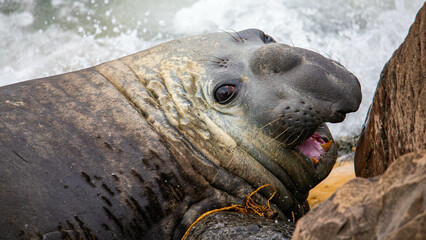 portrait of large male southern elephant seal (mirounga leonina) yawning and showing teeth on rocky shore near blue penguin colony, Oamaru, Otago, South Island, New Zealand