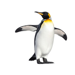 Fototapeta premium Close-Up Portrait of a Penguin Looking Up, High-Resolution PNG on Transparent Background