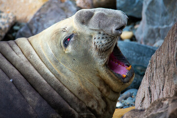portrait of large male southern elephant seal (mirounga leonina) yawning and showing teeth on rocky shore near blue penguin colony, Oamaru, Otago, South Island, New Zealand