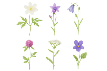 Realistic botanical illustration of various wildflowers including clover, bluebell, and yarrow, isolated on a transparent background