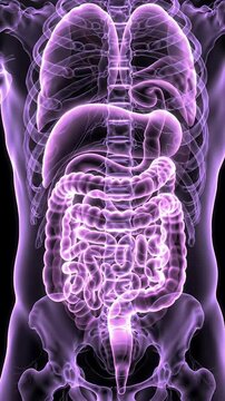 Luminous Translucent Human Torso with Visible Internal Organs in Purple Against Black Background Perfect for Medical Visualizations and Educational Resources
