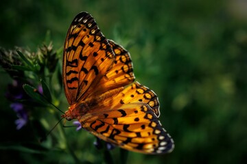 Obraz premium Orange butterfly on a green plant.