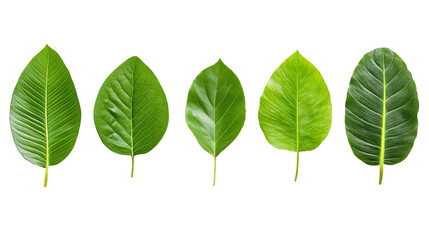 Obraz premium Green Leaves Collection: Five vibrant green leaves of varying shades and textures, arranged in a row against a white background, perfect for design elements, nature-themed projects.