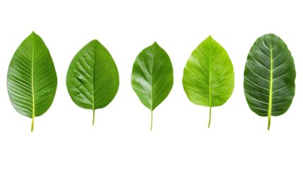 Green Leaves Collection: Five vibrant green leaves of varying shades and textures, arranged in a row against a white background, perfect for design elements, nature-themed projects.