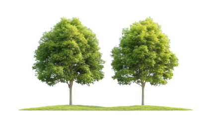 Twin Trees in Green: Two vibrant green trees stand side by side on a bed of lush grass, bathed in natural light, evoke a sense of peace and the enduring beauty of nature.