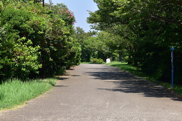 葛西臨海公園内のアスファルト通りと木々